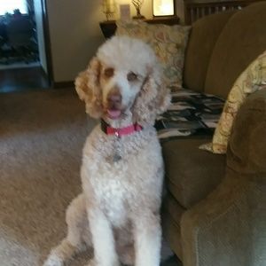 Meet your Posher, Paula